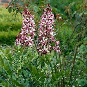 국산 봉삼 모종 5년근 이상 백선 모종 이미지