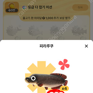 틱톡라이트 SSR 피라루쿠 판매