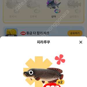 틱톡라이트 피라루쿠 판매