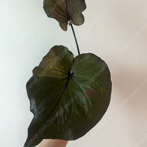 칼라디움 블래키