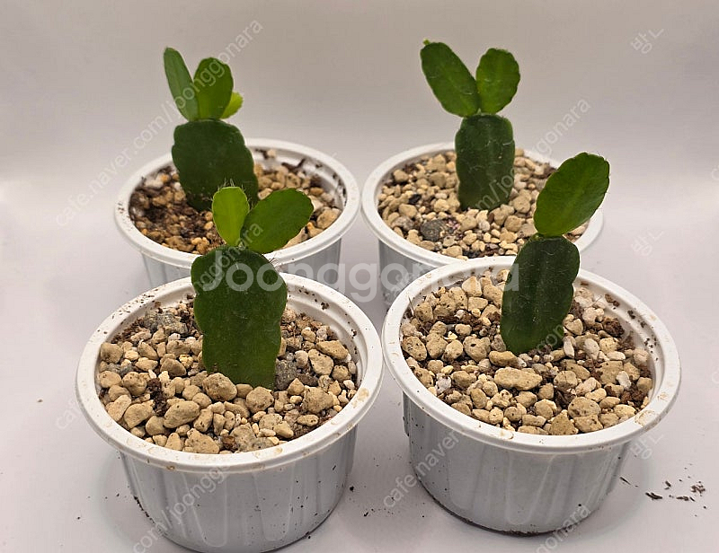 원종게발선인장 화이트--0