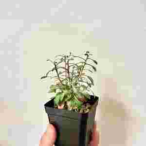 Fouquieria Columnaris 컬럼나리스 (코덱스, 아프리카 식물)