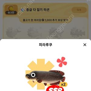 틱톡낚시 피라루쿠로 황새치구해요