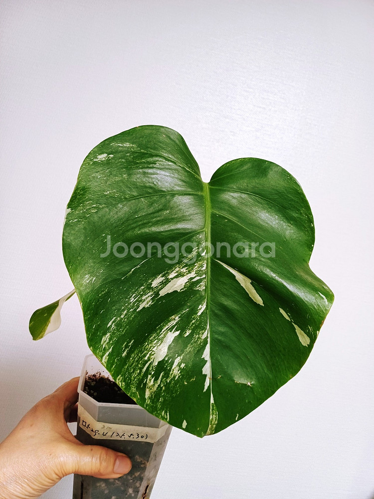 몬스테라 산반무늬 알보 묘--2