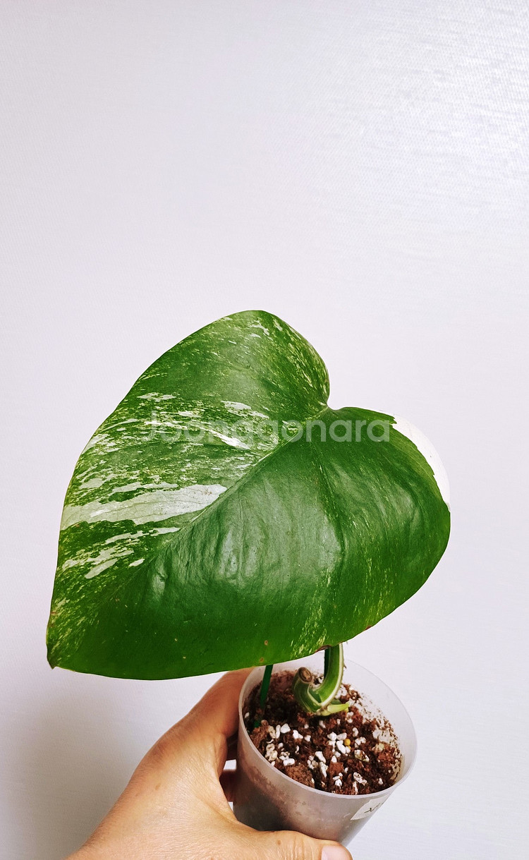 몬스테라 산반무늬 알보 묘--5