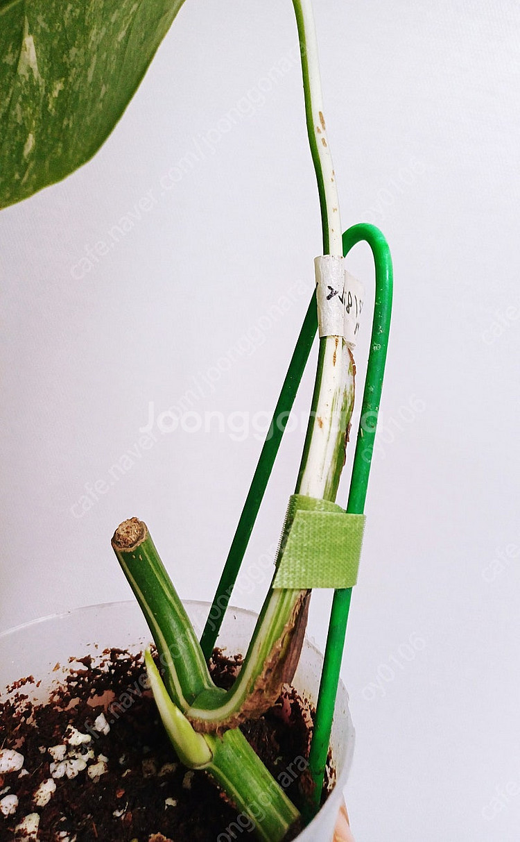 몬스테라 산반무늬 알보 묘--0