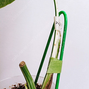몬스테라 산반무늬 알보 묘