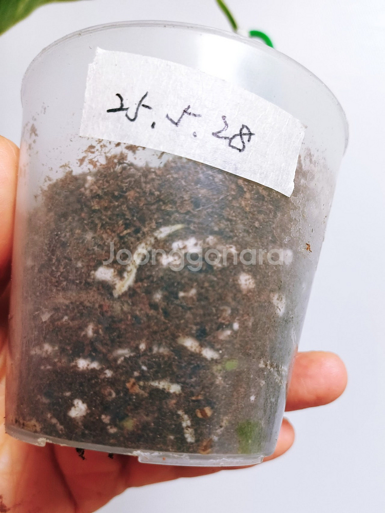 몬스테라 산반무늬 알보 묘--6