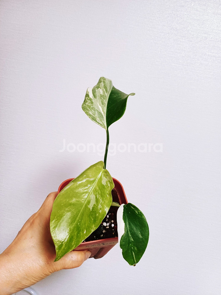 몬스테라 산반무늬 알보 묘--7