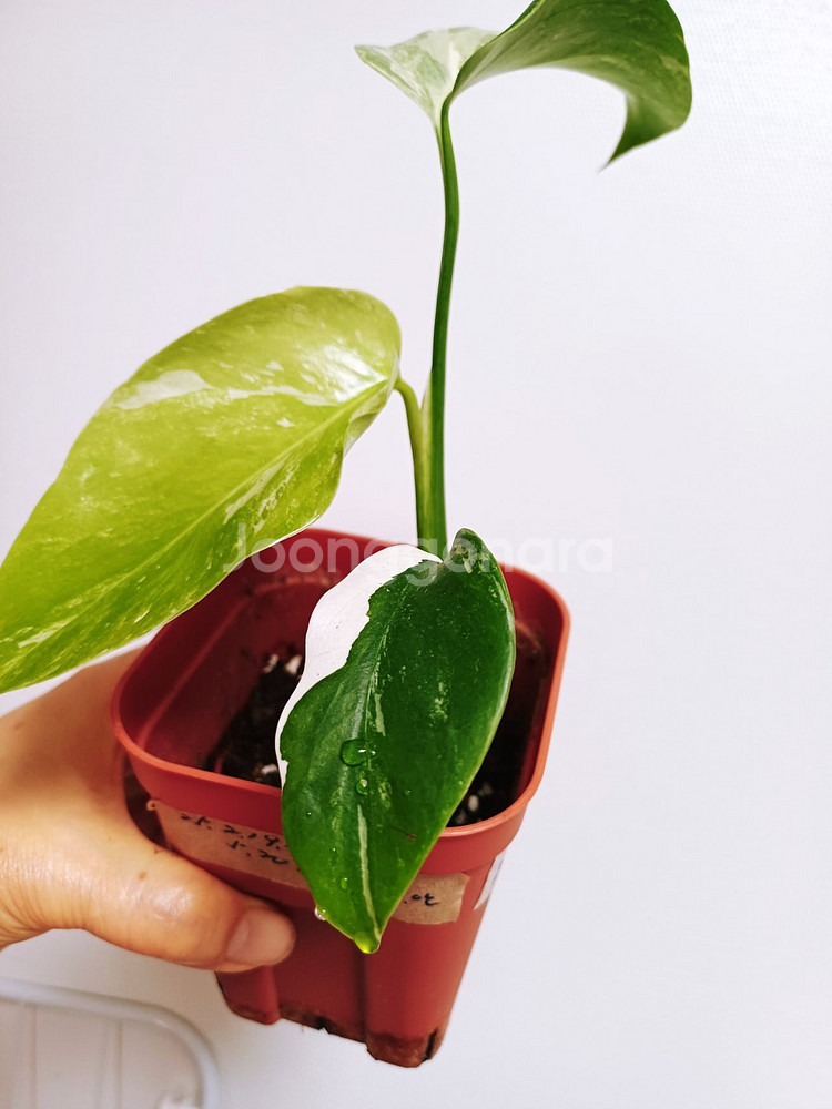 몬스테라 산반무늬 알보 묘--8