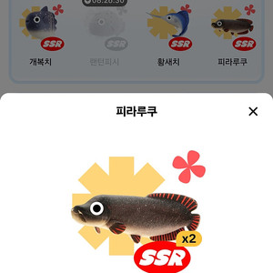 틱톡라이트 낚시 피라루쿠 2000 / 복어 참다랑어 판골린 200원 팝니다
