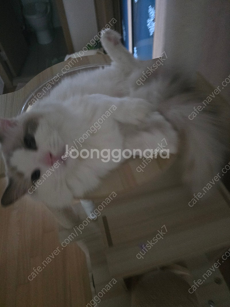 이마트피자팝니다. 7.4일까지--0