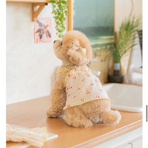 벨렐레 강아지옷 새상품