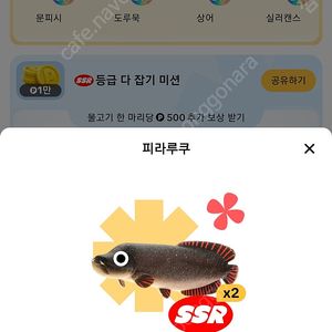 개복치1,피라루크1 팝니다