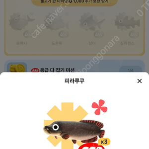 틱톡라이트 피라루쿠 판매