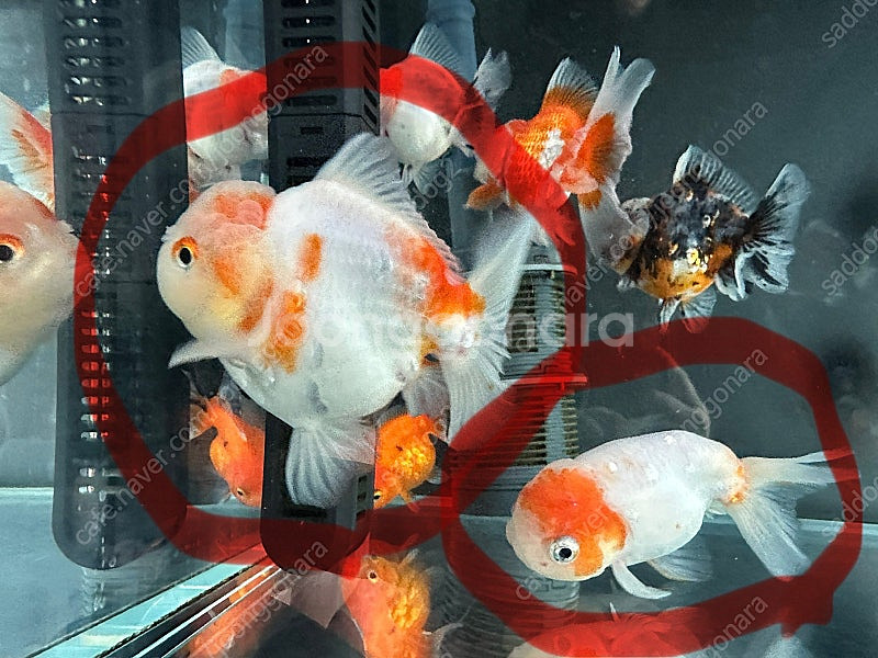 서울 보문 오란다 및 난주 일괄--0