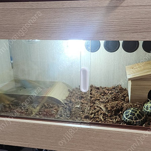 호스필드 육지거북2마리(사육장포함)