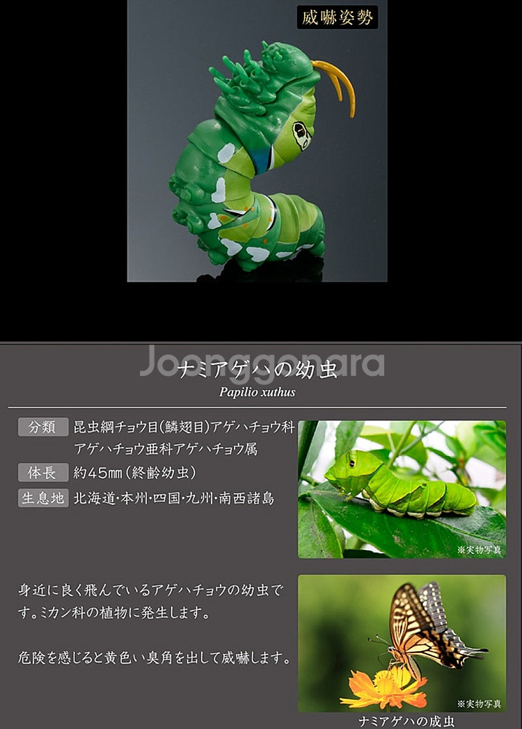 BANDAI(반다이), 생물대도감(애벌레: 호랑나비 유...--2