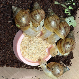 백와 달팽이