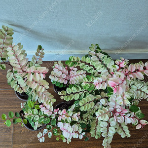 [희귀식물] 이쁘게 물든 소코라코를 분양해요