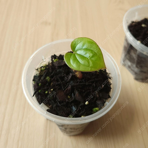 안스리움 안톨라키x럭셔리안스(그랜트).퀸x킹 묶음