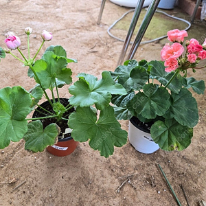 제라늄 2종