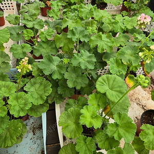 제라늄 개별분양