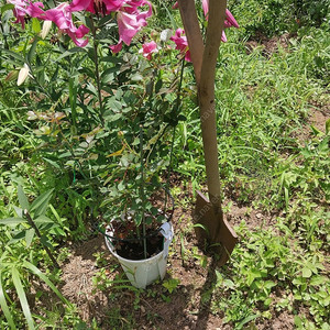 향기 분홍 정원 장미