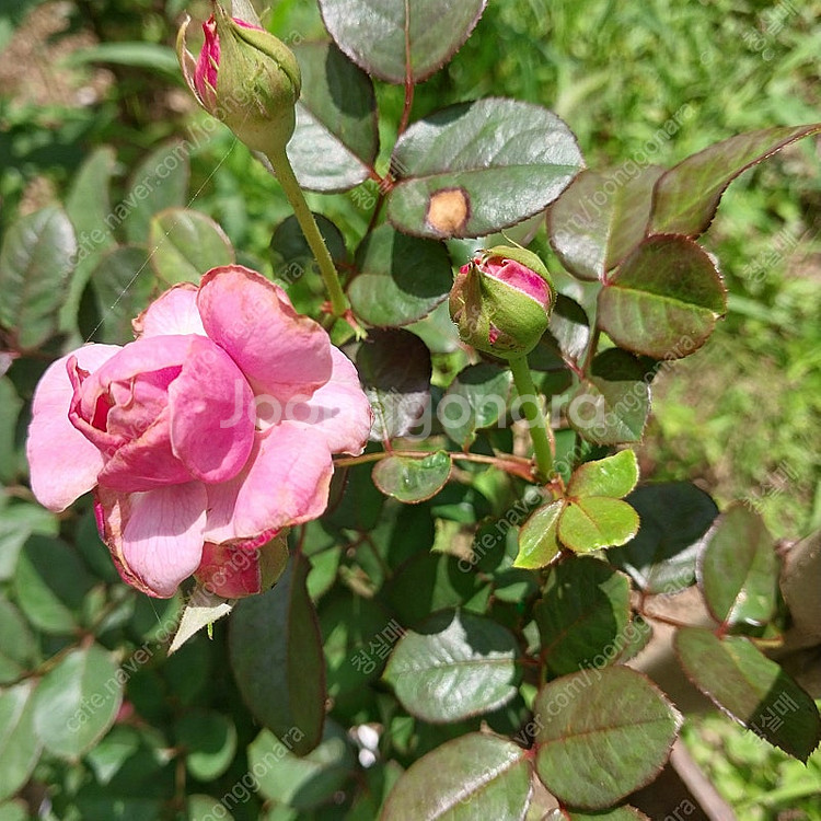 향기 분홍 정원 장미--1