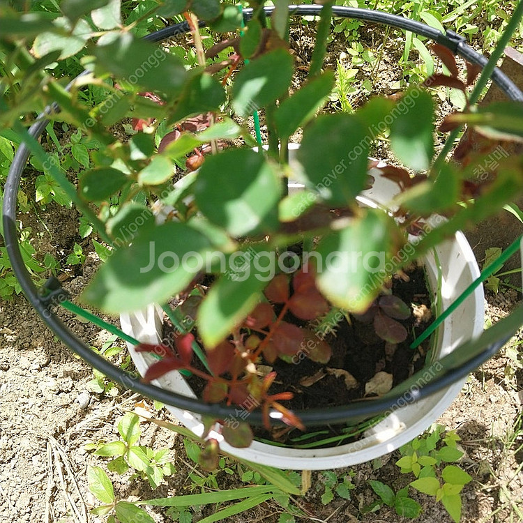 향기 분홍 정원 장미--3