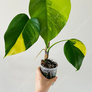 옐로우 몬스테라