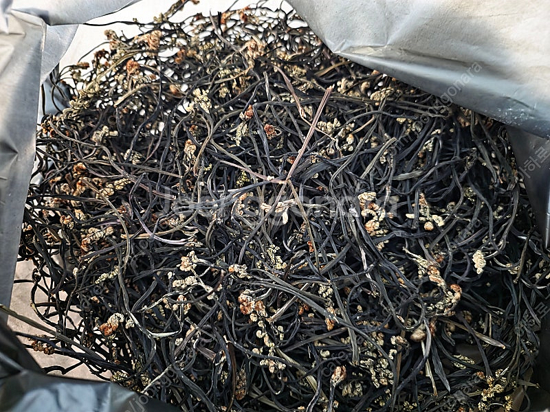 제주도 고사리 250그램--0