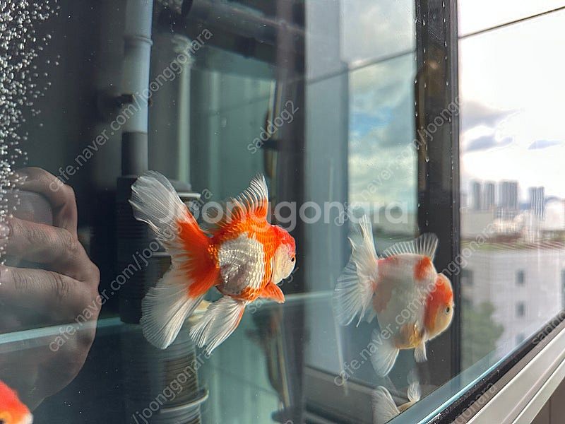 서울 보문 오란다 판매--3