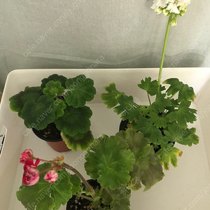 제라늄