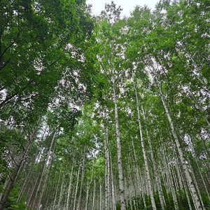 대명 삼척 양양 진도 남해 쏠비치 거제 변산 홍천비발디 리조트 7월6.7.13.14.26.27일8월1.2.15.16일
