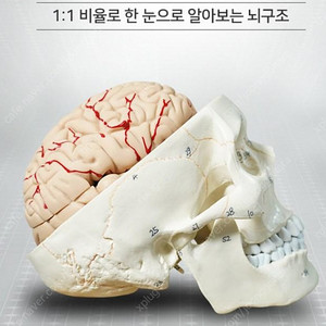 [7]카르빈 뇌 모형 두개골 해부