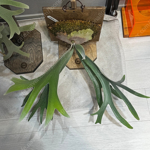 Platycerium E-1 (박쥐란)