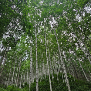 대명 삼척 양양 진도 남해 쏠비치 거제 변산 홍천비발디 리조트 7월6.7.13.26.27.28일 8월1.2.15일