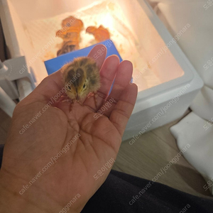 부화기 판매 ( 택포 )