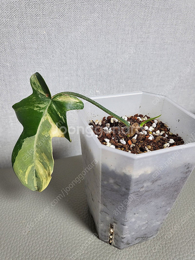 플로리다뷰티 바리에가타--0