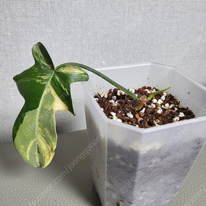 플로리다뷰티 바리에가타