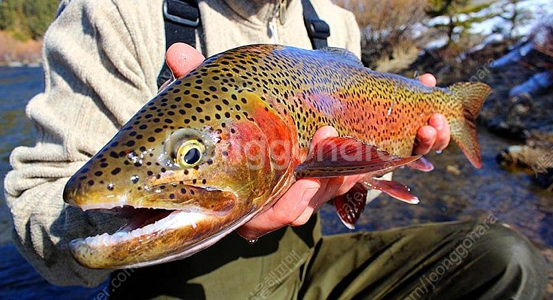 (초레어) FLY FISHING 플라이피싱 플라이 낚시...--7