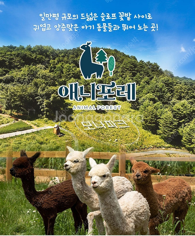 용평리조트~루지~마운틴코스터~애니포레~피크아일랜드 워터...--3