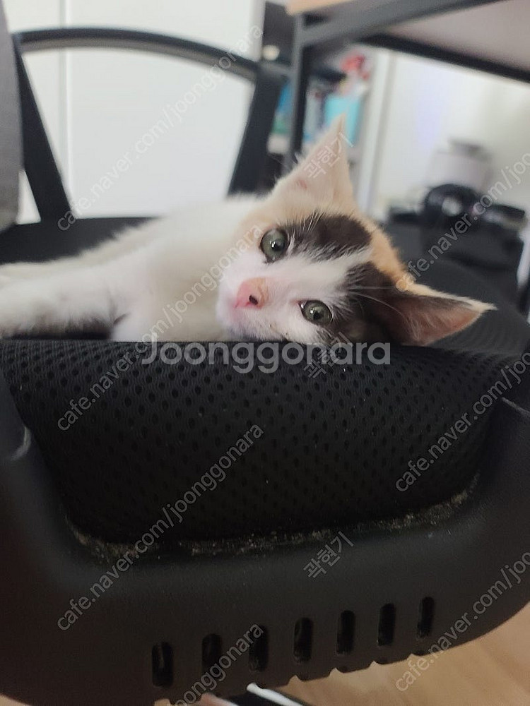 고양이 분양해요--0
