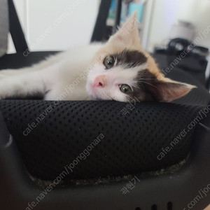 고양이 분양해요