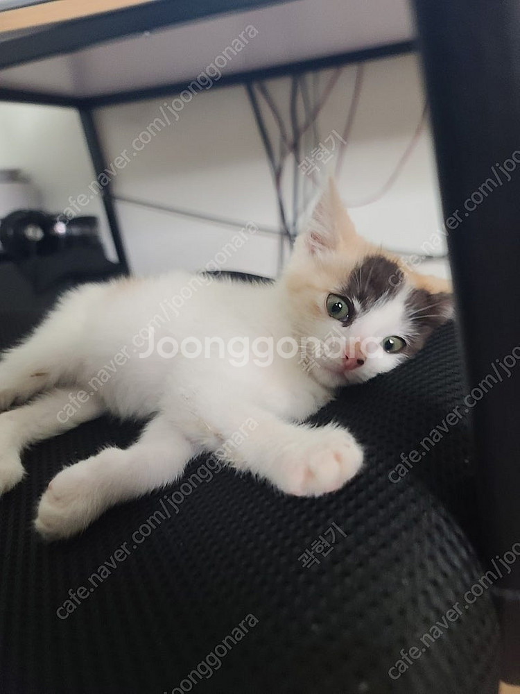 고양이 분양해요--1