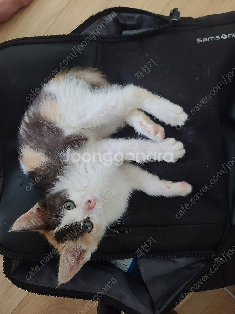 고양이 분양해요--2