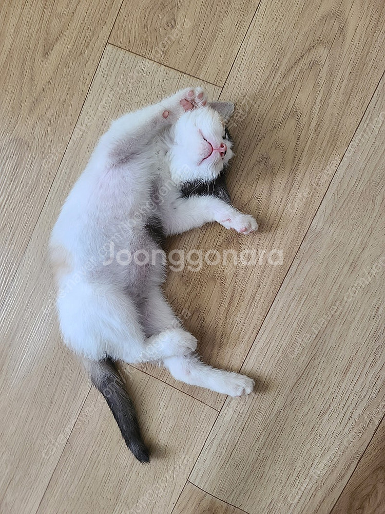 고양이 분양해요--3