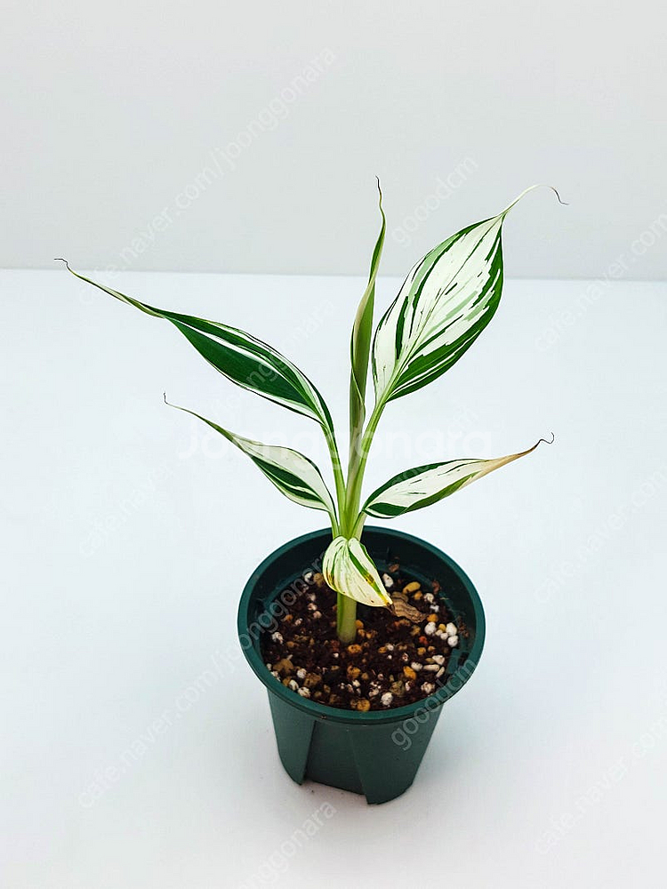 흰무늬 바나나 Musa Florida Banana ae...--0