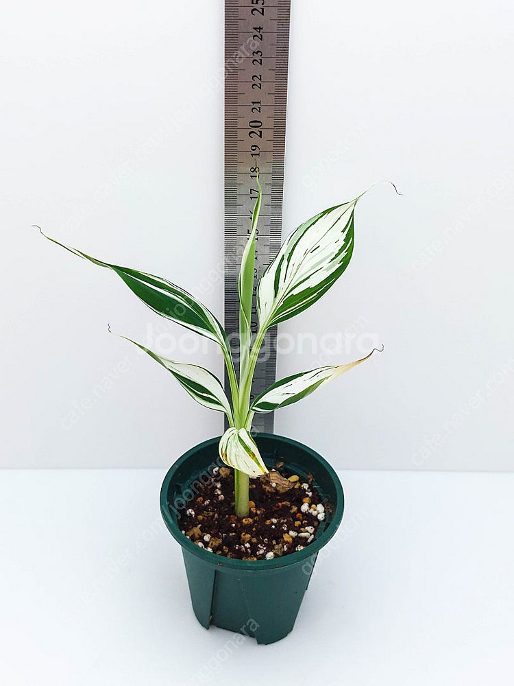 흰무늬 바나나 Musa Florida Banana ae...--4